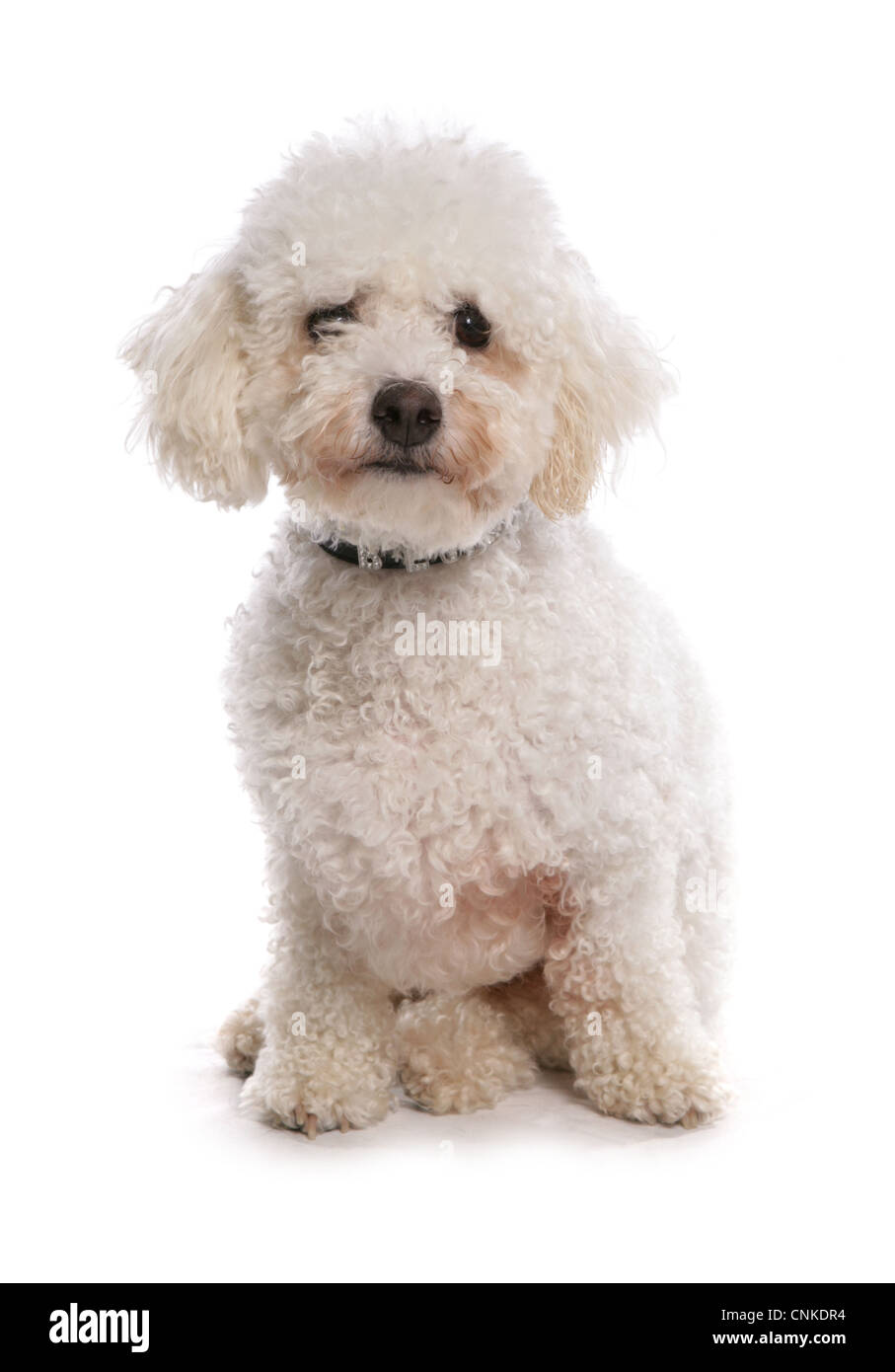 Domestic Dog, Bichon Frise, adult, sitting, with collar Stock Photo
