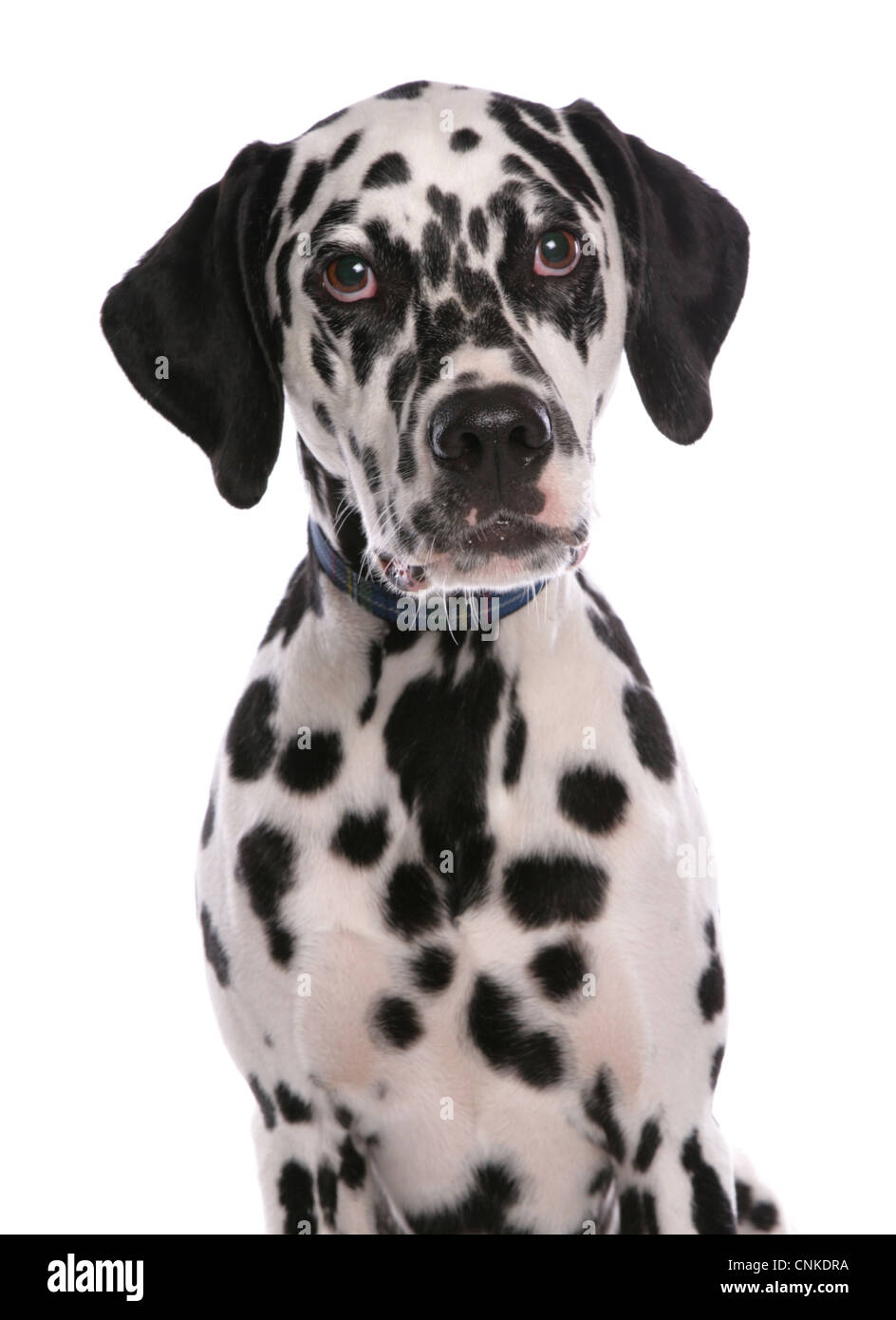 Domestic Dog, Dalmatian, puppy, close-up of head, with collar Stock Photo