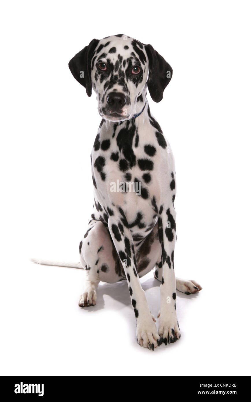 Domestic Dog, Dalmatian, puppy, sitting Stock Photo