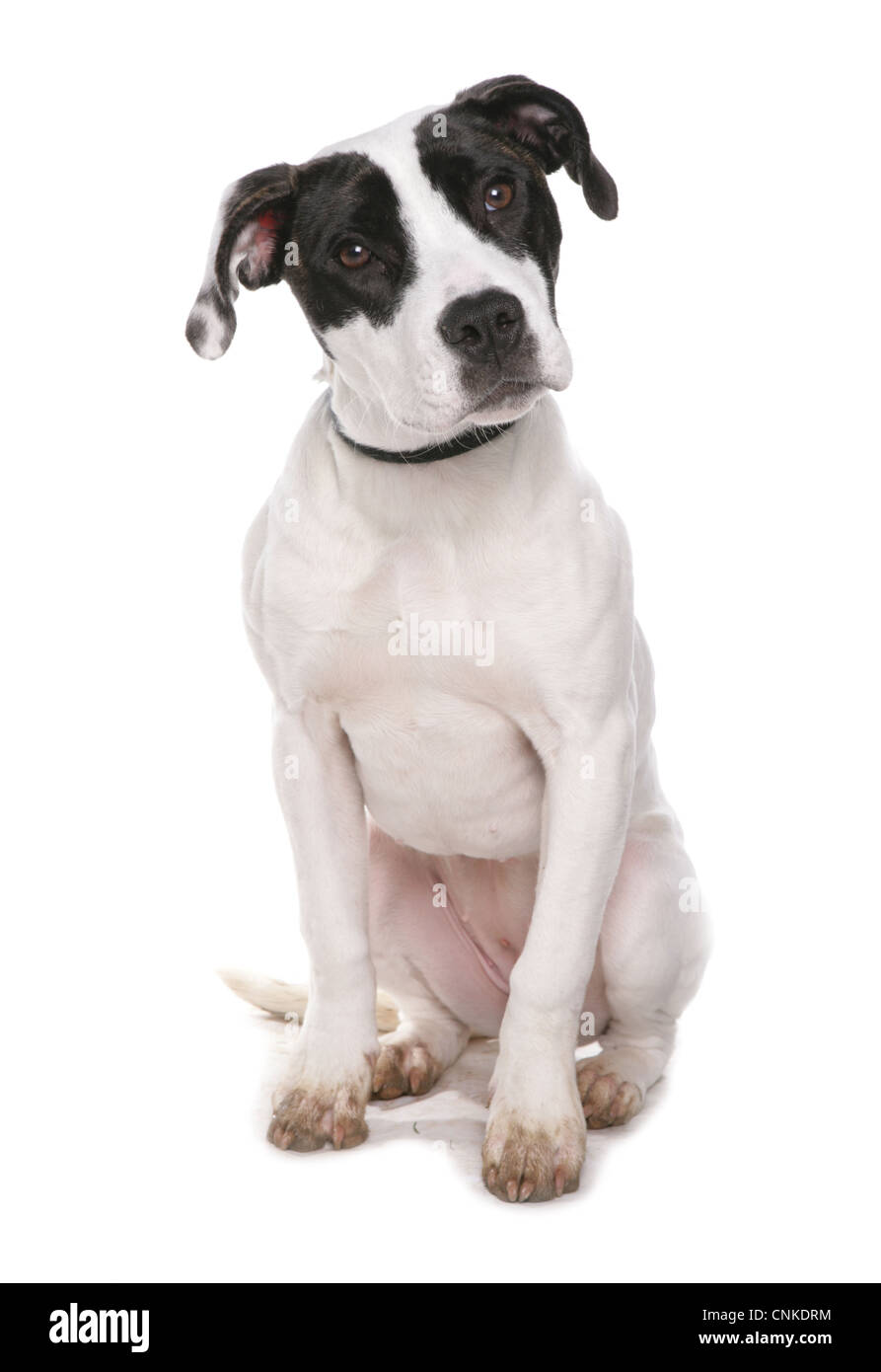 Domestic Dog, Staffordshire Bull Terrier type, puppy, sitting Stock Photo