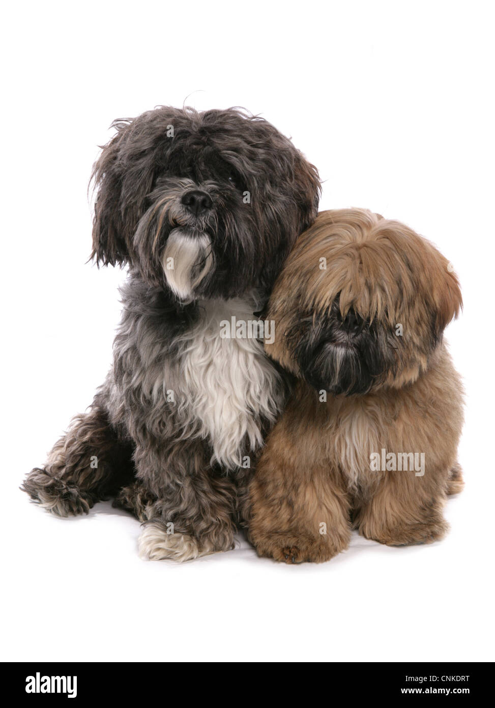 Domestic Dog, Tibetan Terrier, adult and puppy, sitting Stock Photo