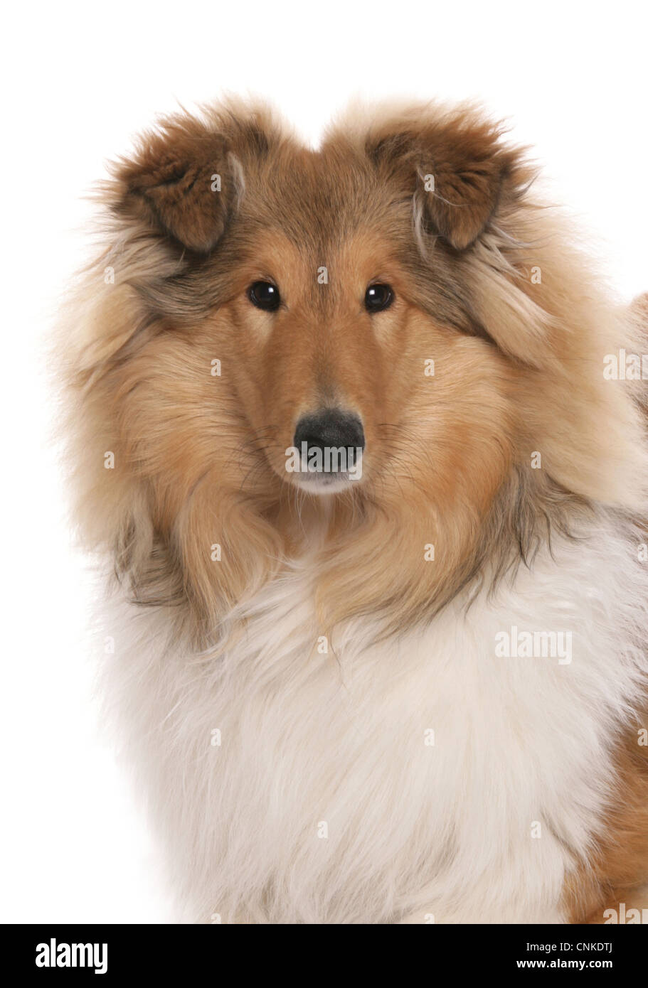Domestic Dog, Rough Collie, puppy, closeup of head Stock Photo Alamy