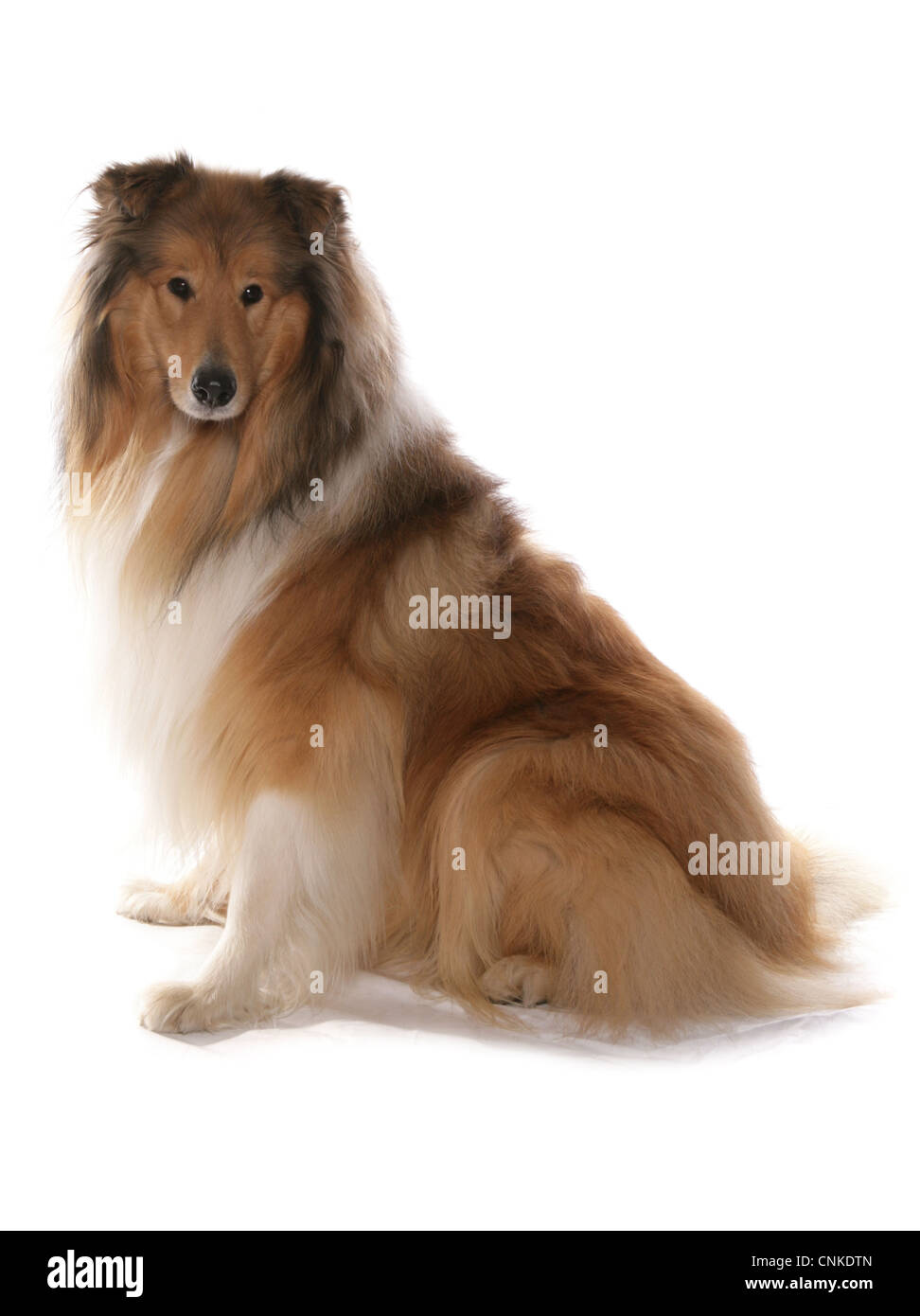 Rough 'Lassie' Collie, Rough Collie Dog laying down for por…