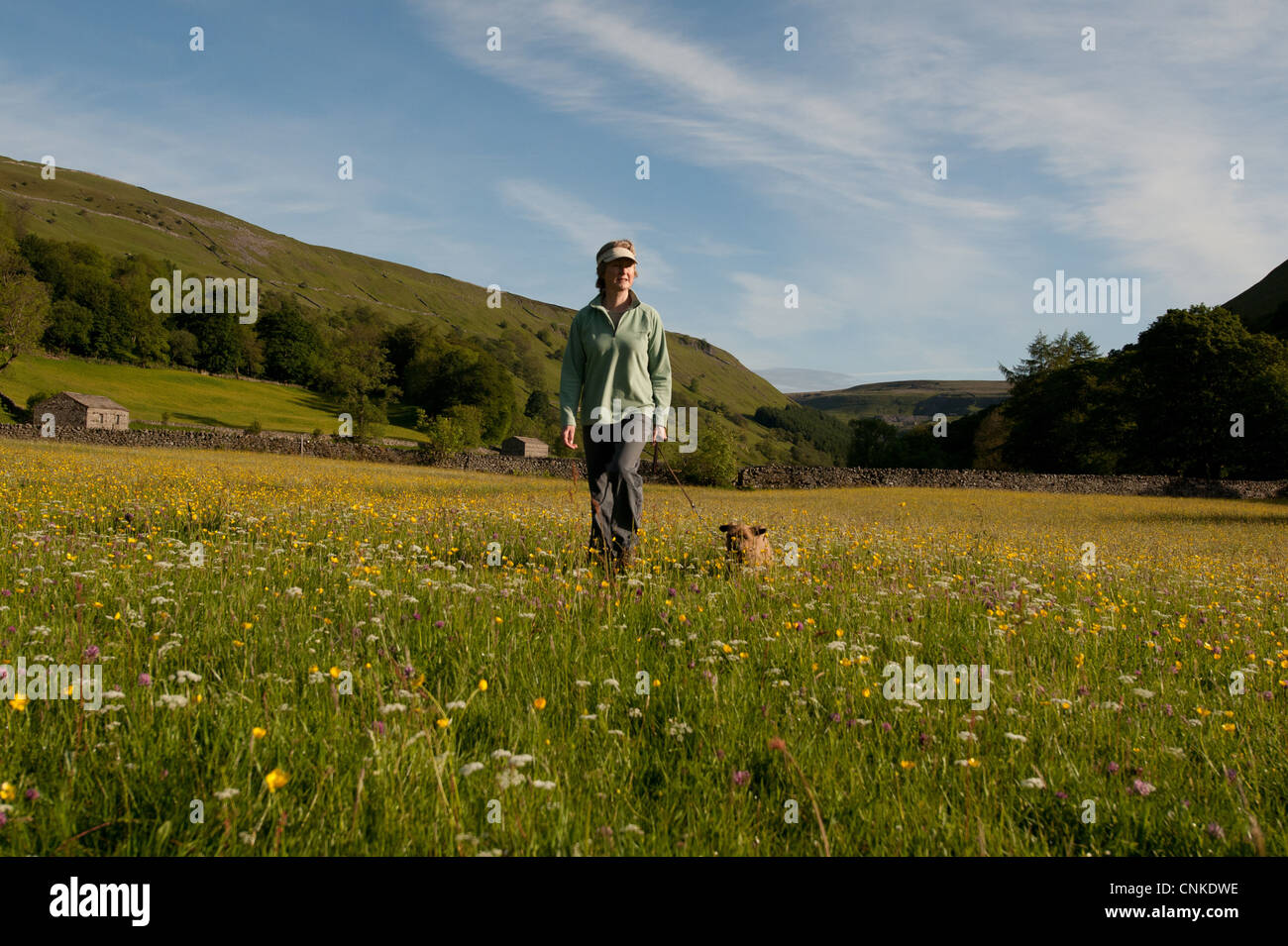 Domestic Dog, walked by owner in wildflower meadow, Muker, Swaledale, Yorkshire Dales N.P., North Yorkshire, England, june Stock Photo