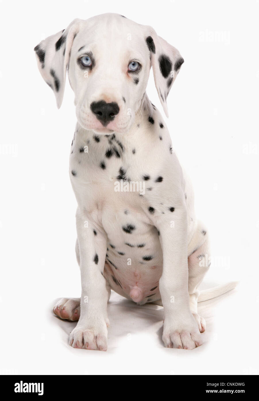 Domestic Dog, Dalmatian, male puppy, sitting Stock Photo