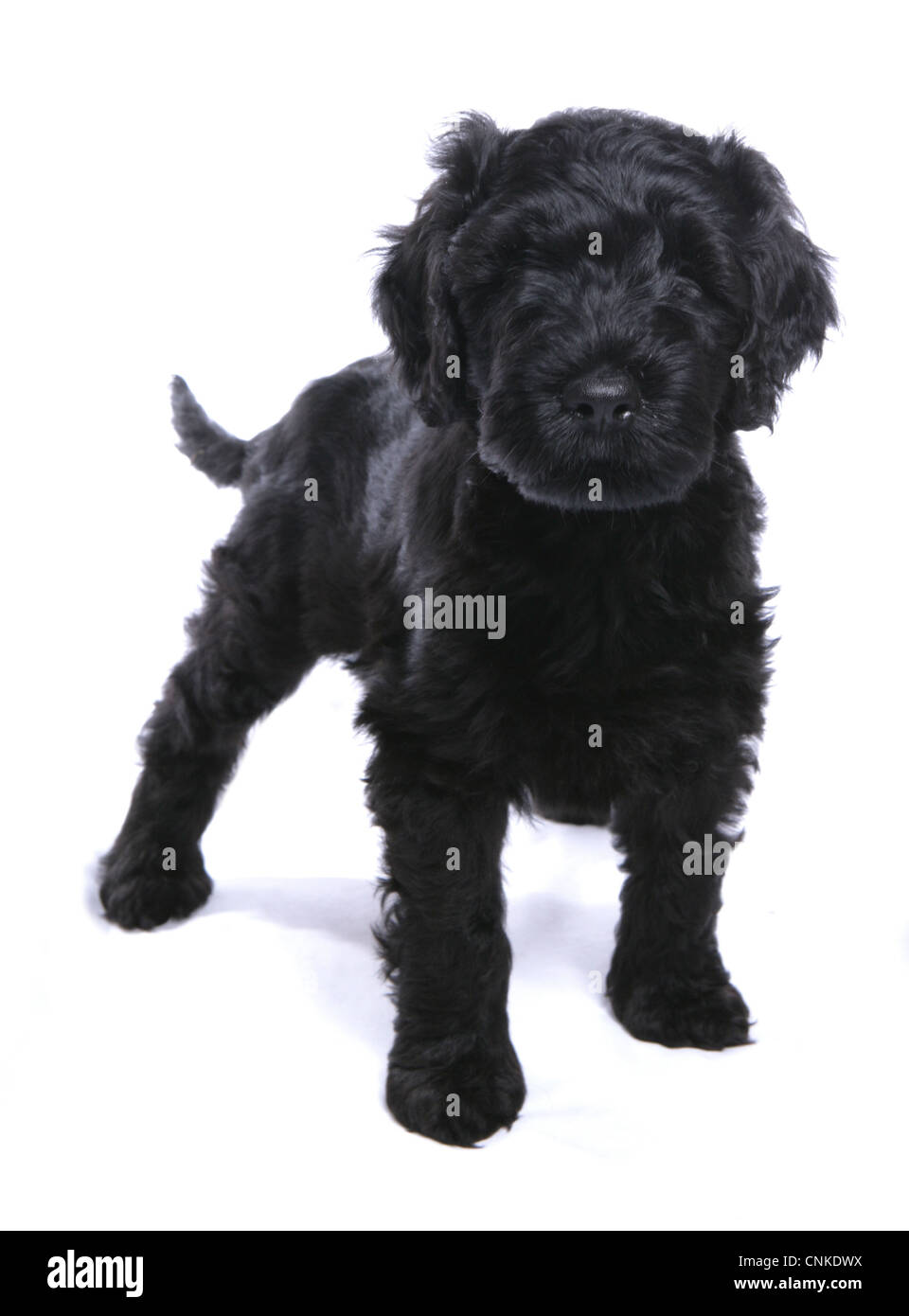 Domestic Dog, Portuguese Water Dog, puppy, standing Stock Photo