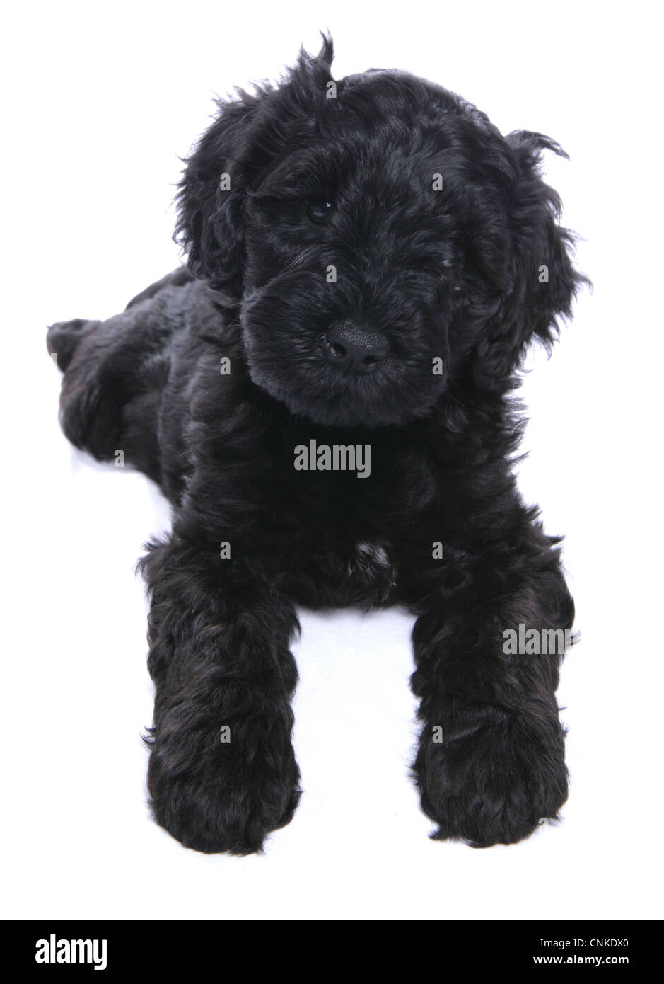 Domestic Dog, Portuguese Water Dog, puppy, laying Stock Photo