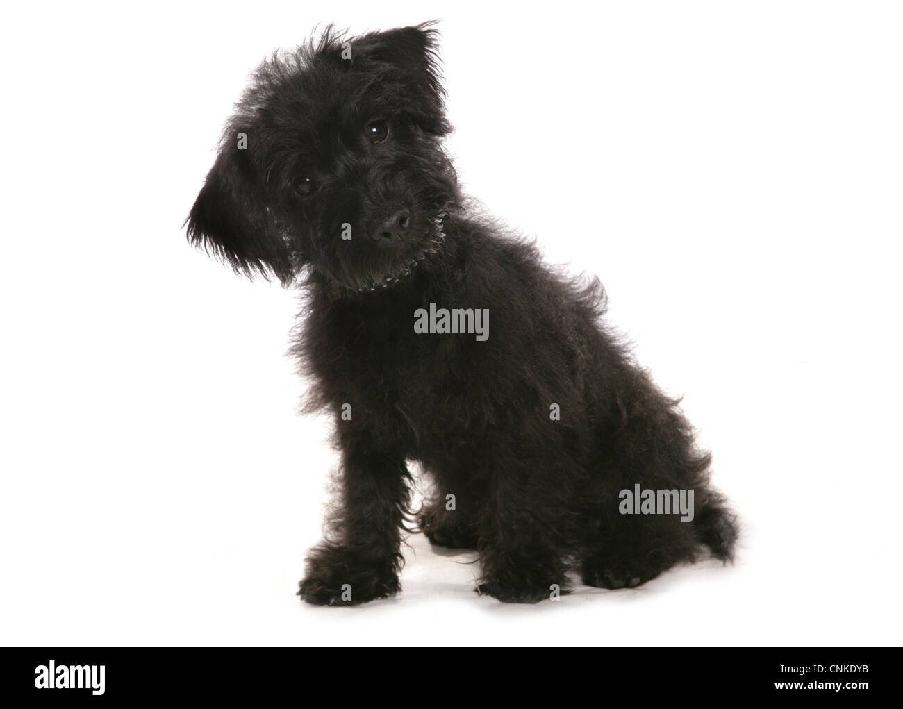 Domestic Dog, Cairnoodle (Cairn Terrier x Poodle), puppy, sitting Stock Photo