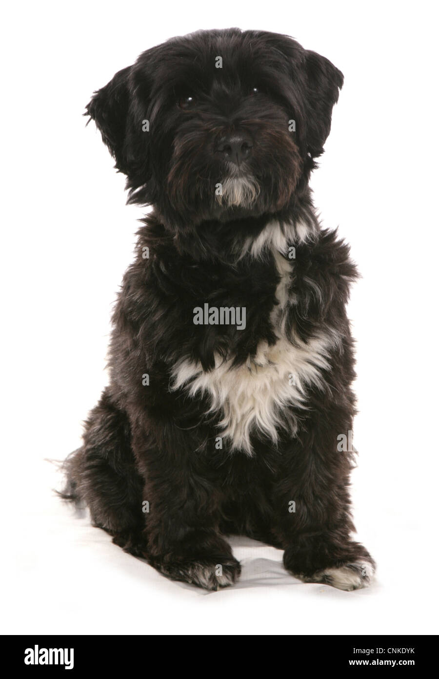 Tibetan terrier clipped sales short