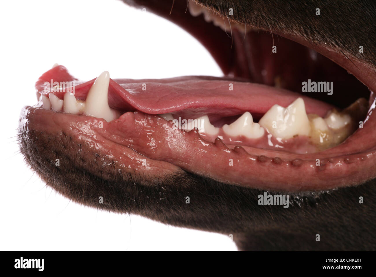 Labrador retriever close up of teeth studio hires stock photography