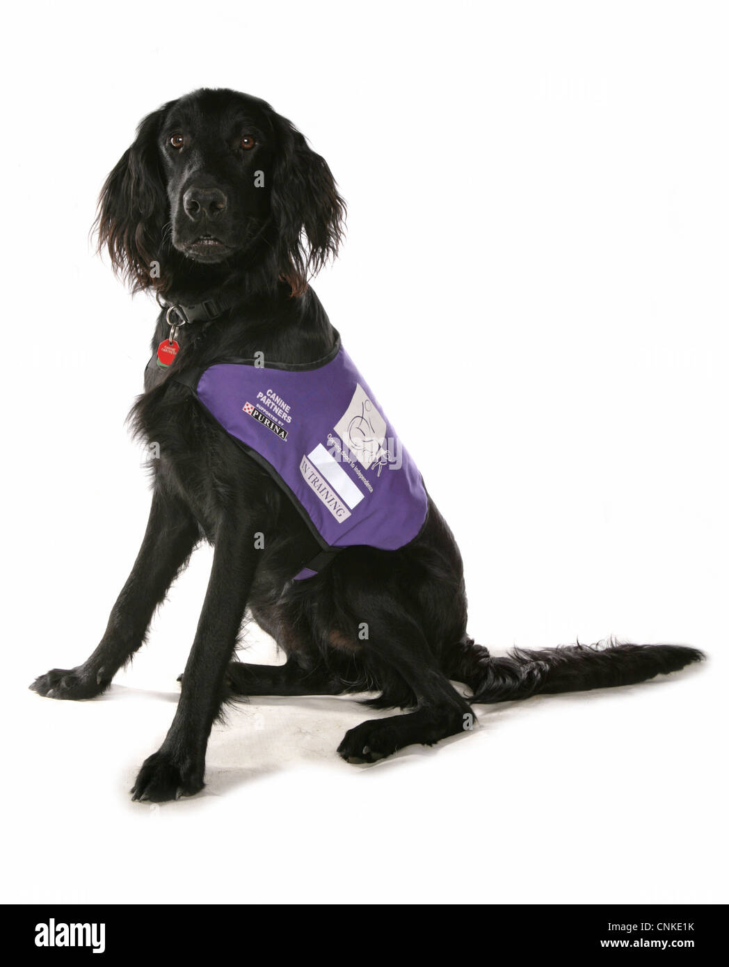 Domestic Dog, mongrel, adult, assistance dog in training, sitting, with collar and tag Stock Photo