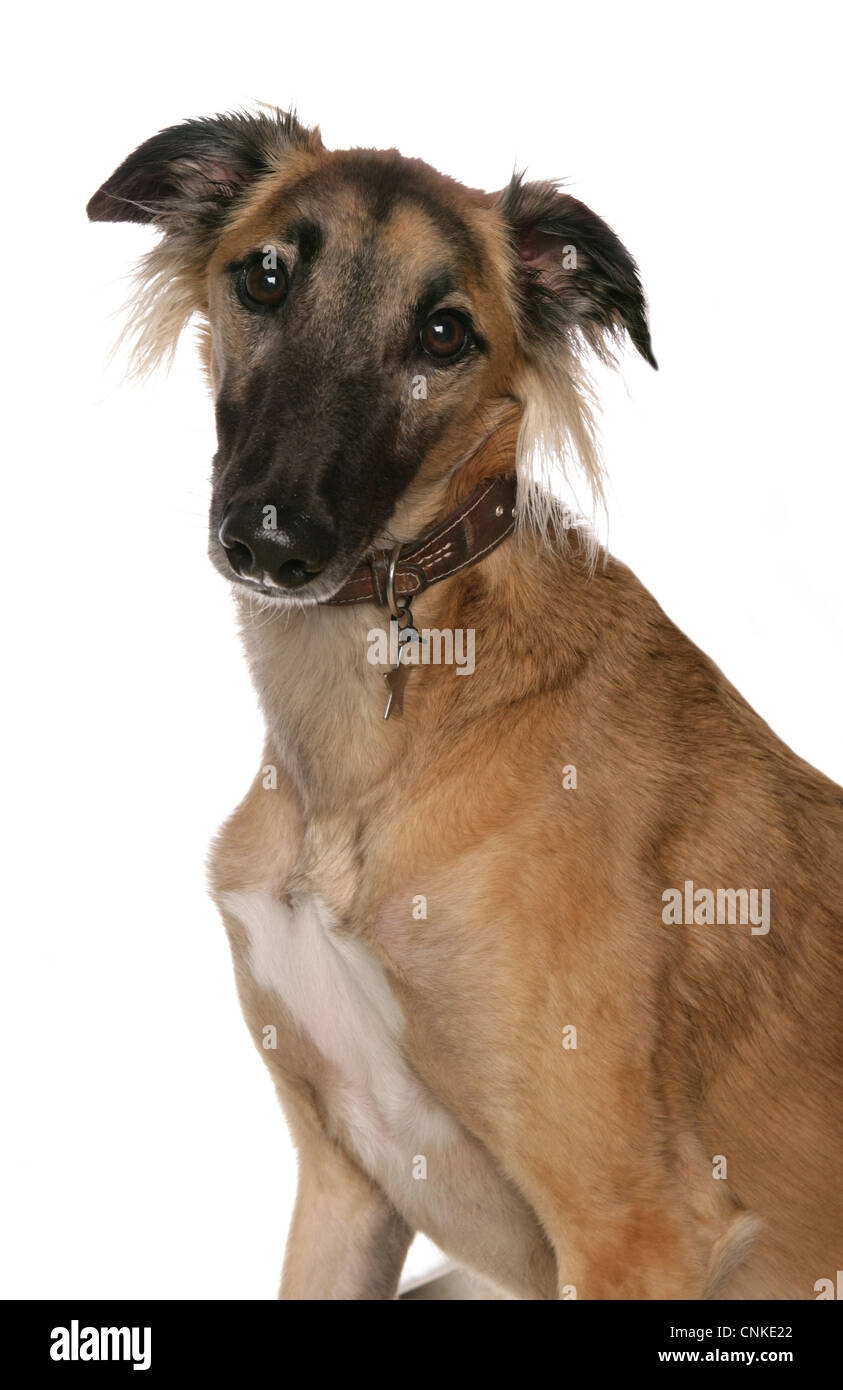 Domestic Dog, Saluki, adult, close-up of head, with collar and tag Stock Photo