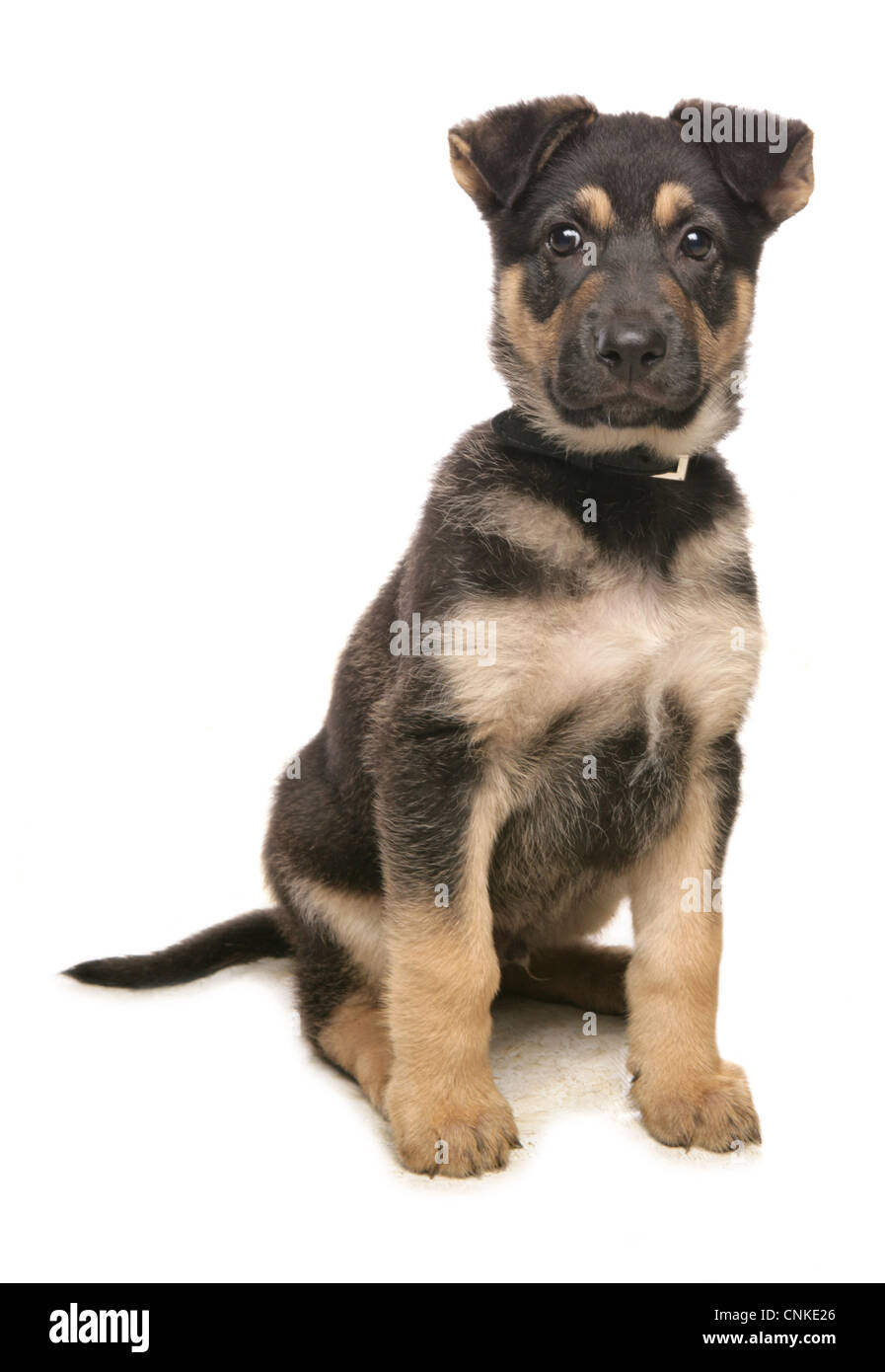 Domestic Dog, German Shepherd Dog, puppy, sitting Stock Photo