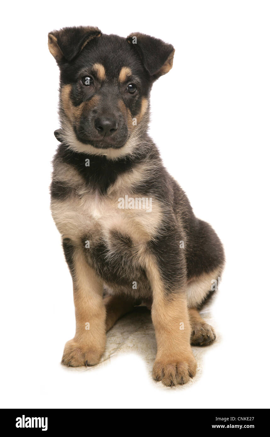 Domestic Dog, German Shepherd Dog, puppy, sitting Stock Photo