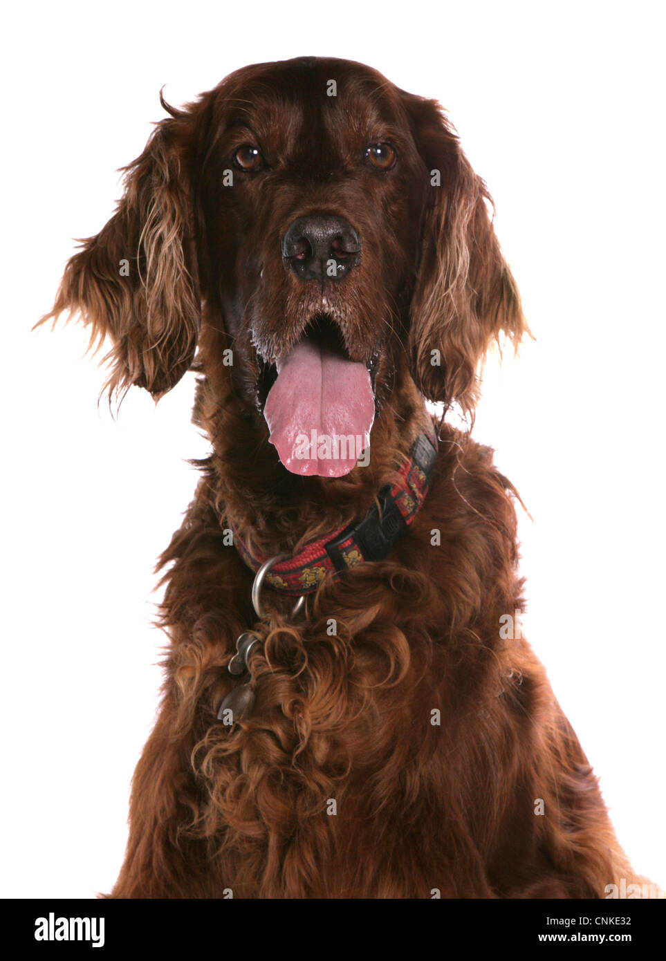 Domestic Dog, Irish Setter, adult, close-up of head, with collar and tag Stock Photo