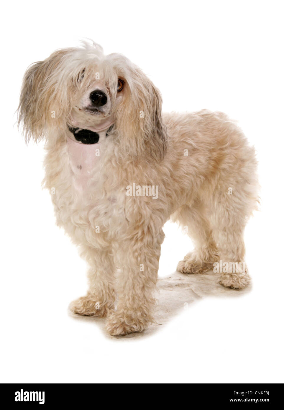 Chinese crested powder puff hires stock photography and images Alamy