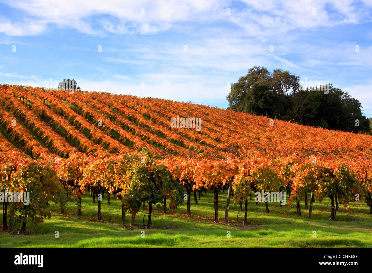 Photo of wine country vineyards in full autumn color, Sonoma County, California, USA Stock Photo