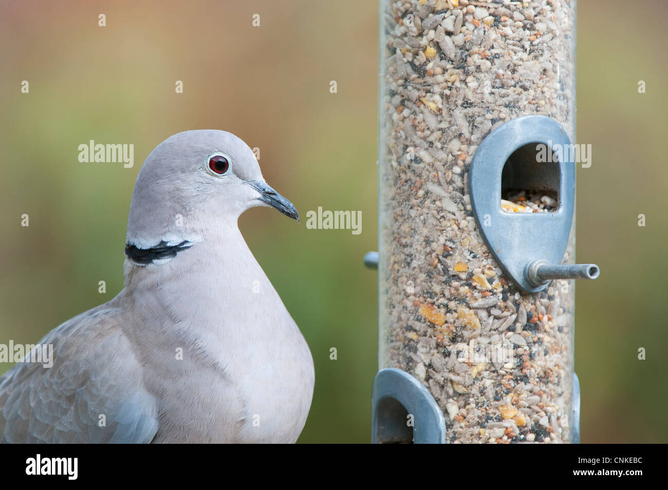 Streptopelia decaocto. Collared dove on bird seed feeder Stock Photo