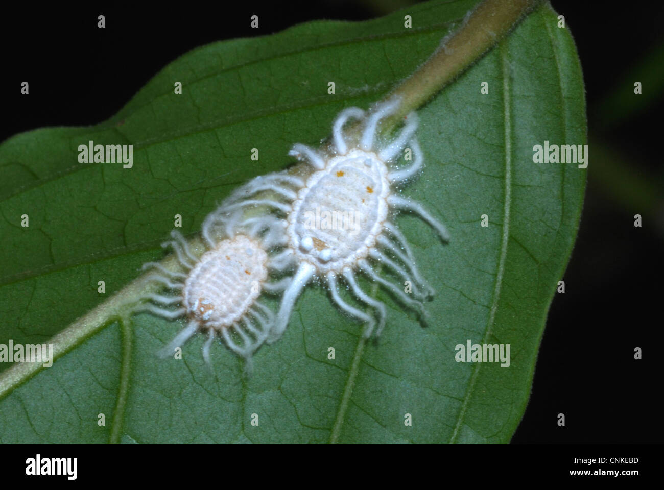 Mealybugs (Pseudococcidae sp.) aka scale insects infesting a Guava tree in an orchard in Tak, Thailand. Stock Photo