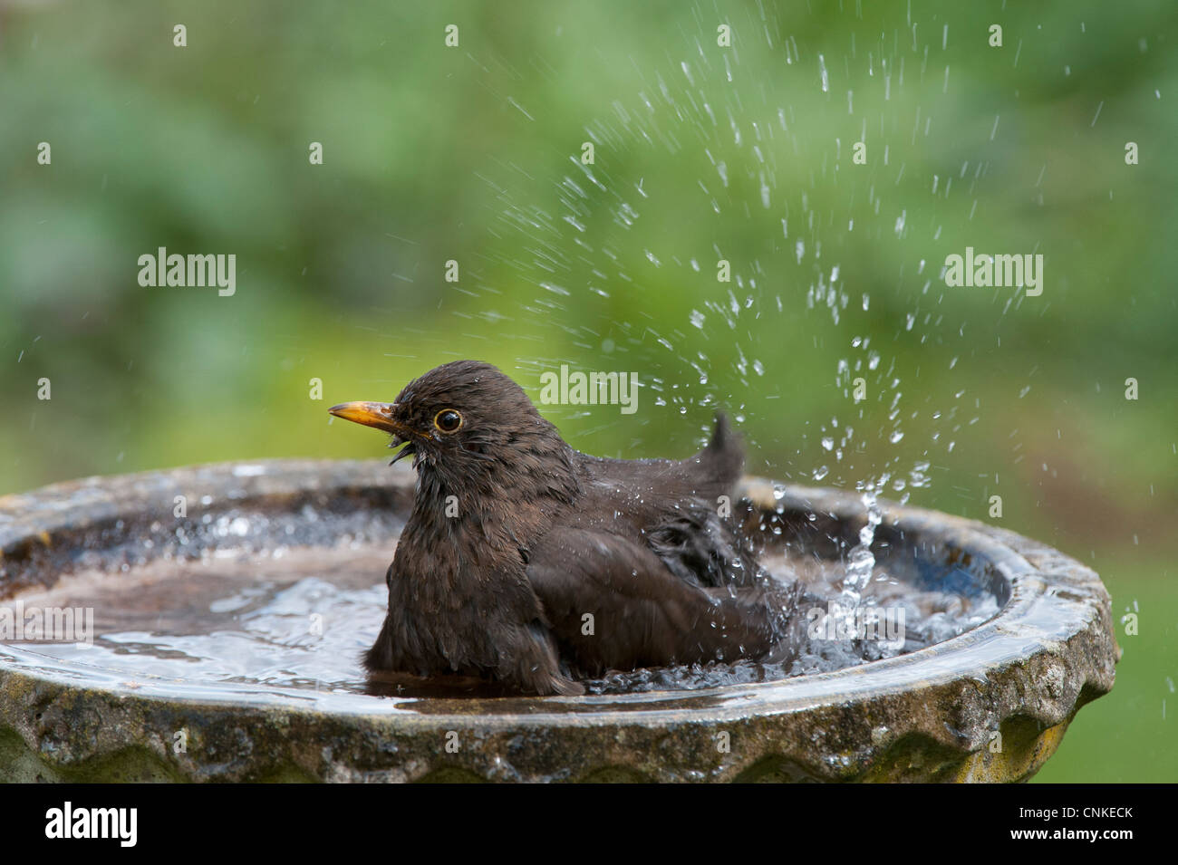 Black bird washing in a bird bath hires stock photography and images
