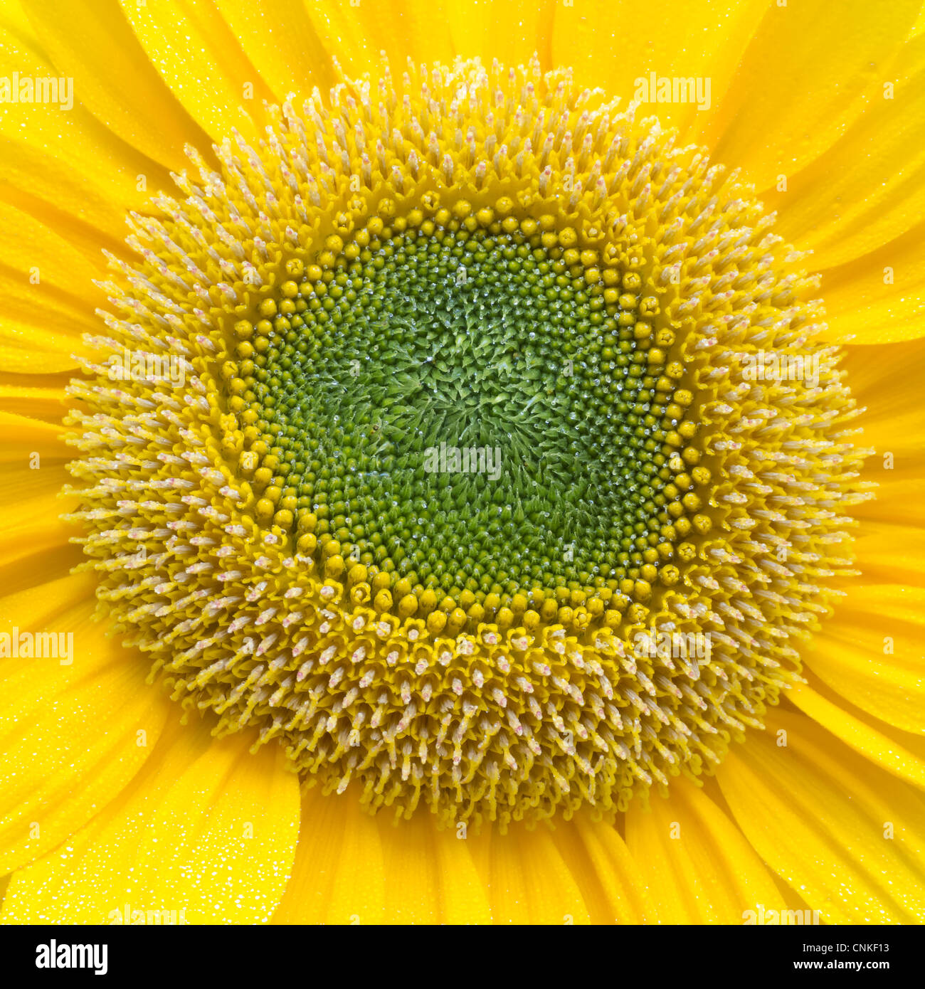 Sunflower Closeup Stock Photo