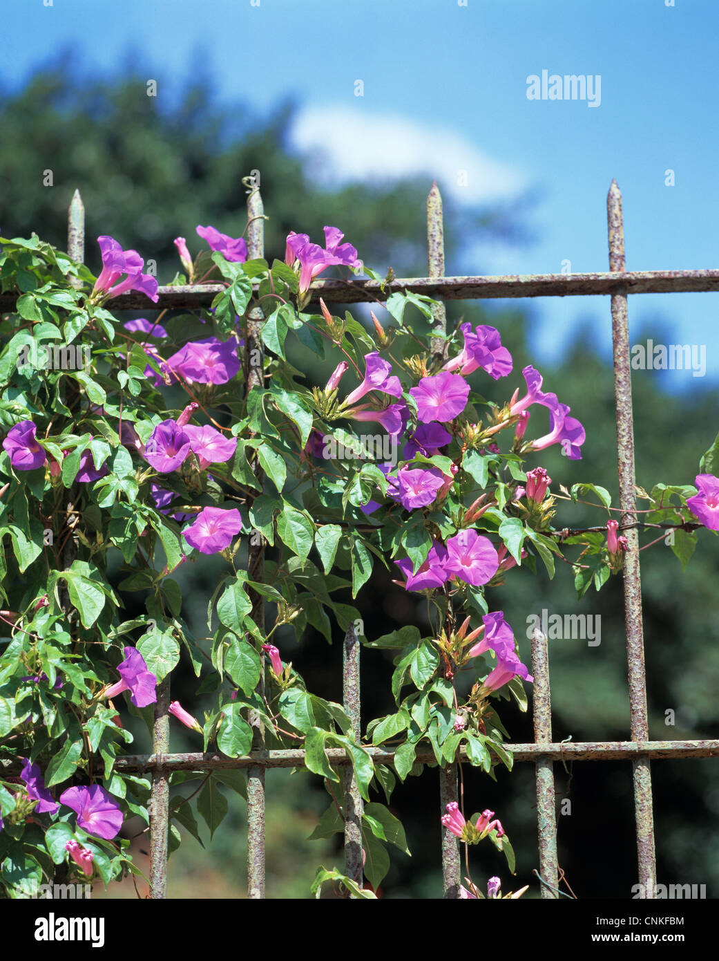 Natur, Pflanzenwelt, Kletterpflanzen, Windengewaechse, Prunkwinde an einem Zaun Stock Photo