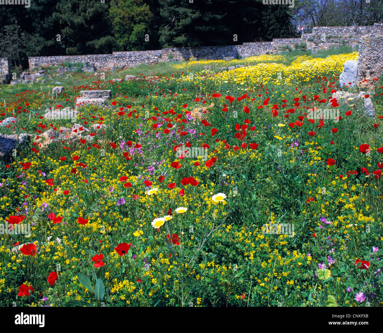 bunte Blumenwiese mit Klatschmohn im Klostergarten vom Kloster in Daphni, Attika, Griechenland Stock Photo