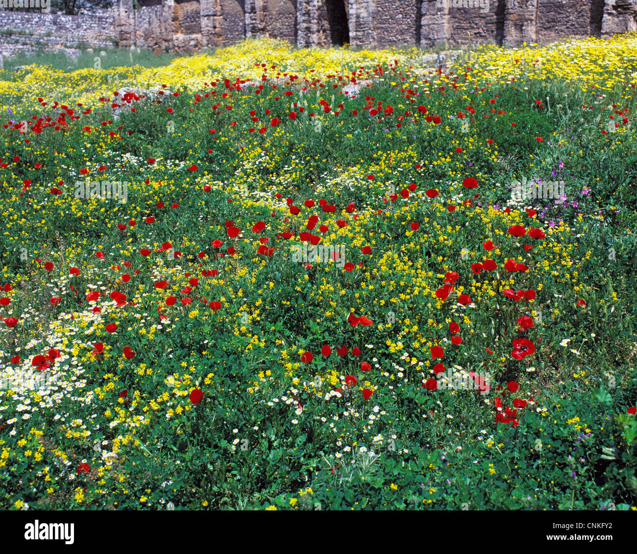 bunte Blumenwiese mit Klatschmohn im Klostergarten vom Kloster in Daphni, Attika, Griechenland Stock Photo