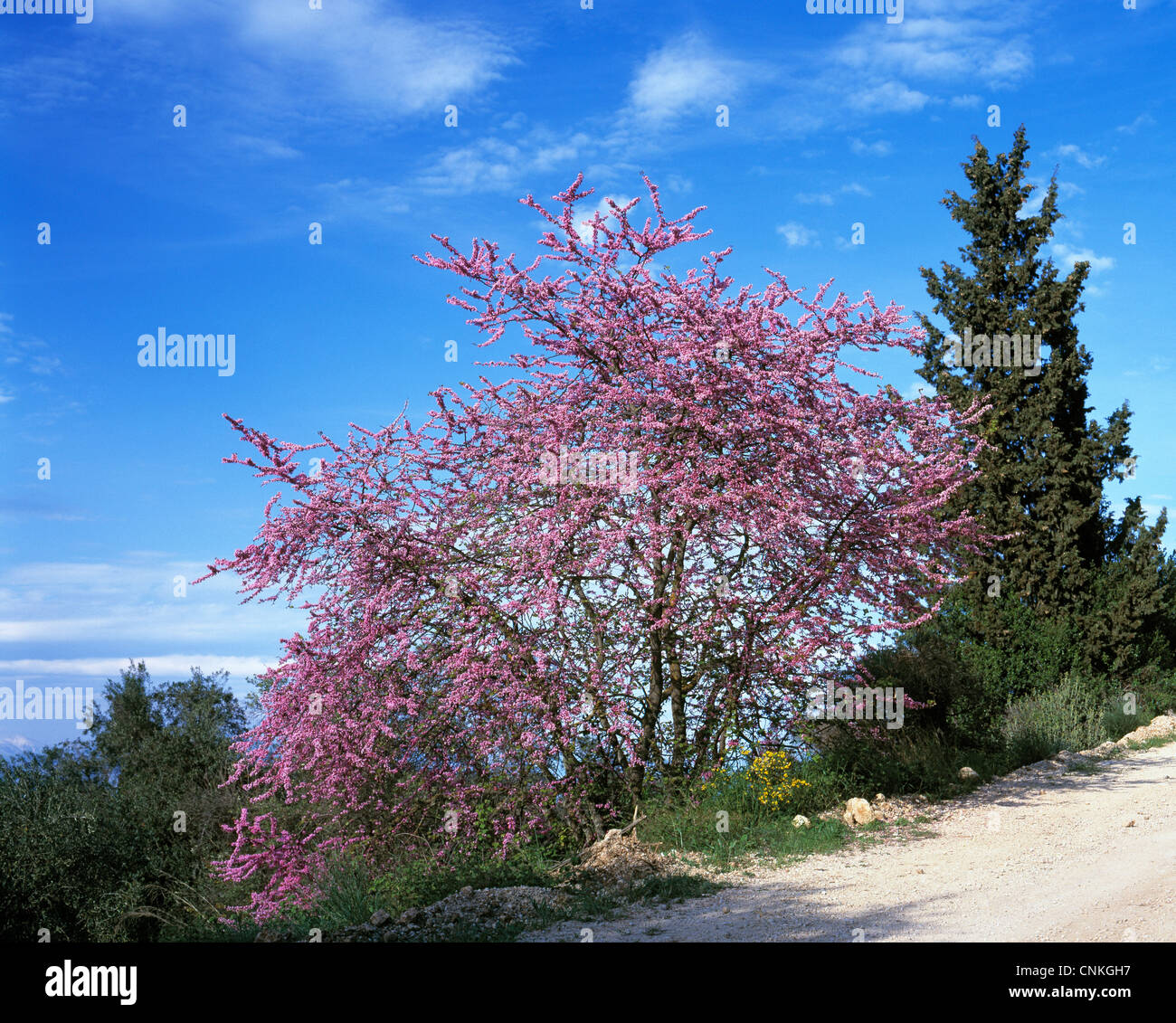 Natur, Pflanzen, Pflanzenwelt, Gewoehnlicher Judasbaum, Cercis siliquastrum, Griechenland, Ionische Inseln, Korfu Stock Photo
