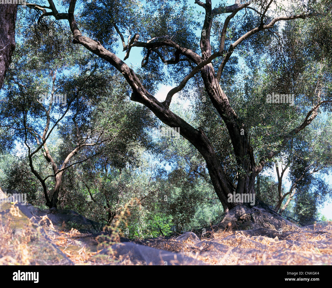 Natur, Pflanzen, Pflanzenwelt, Olivenbaeume in einem Olivenhain, Olea europaea, Griechenland, Ionische Inseln, Korfu Stock Photo