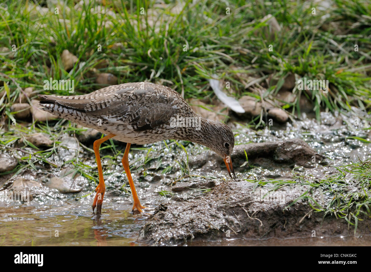 Redshank Wader Bird feeding - Tringa totanus Stock Photo