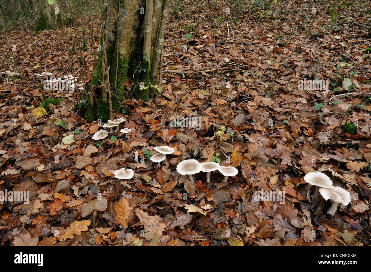 Clouded Agaric Fungi - Clitocybe nebularis Forming a large fairy ring Stock Photo