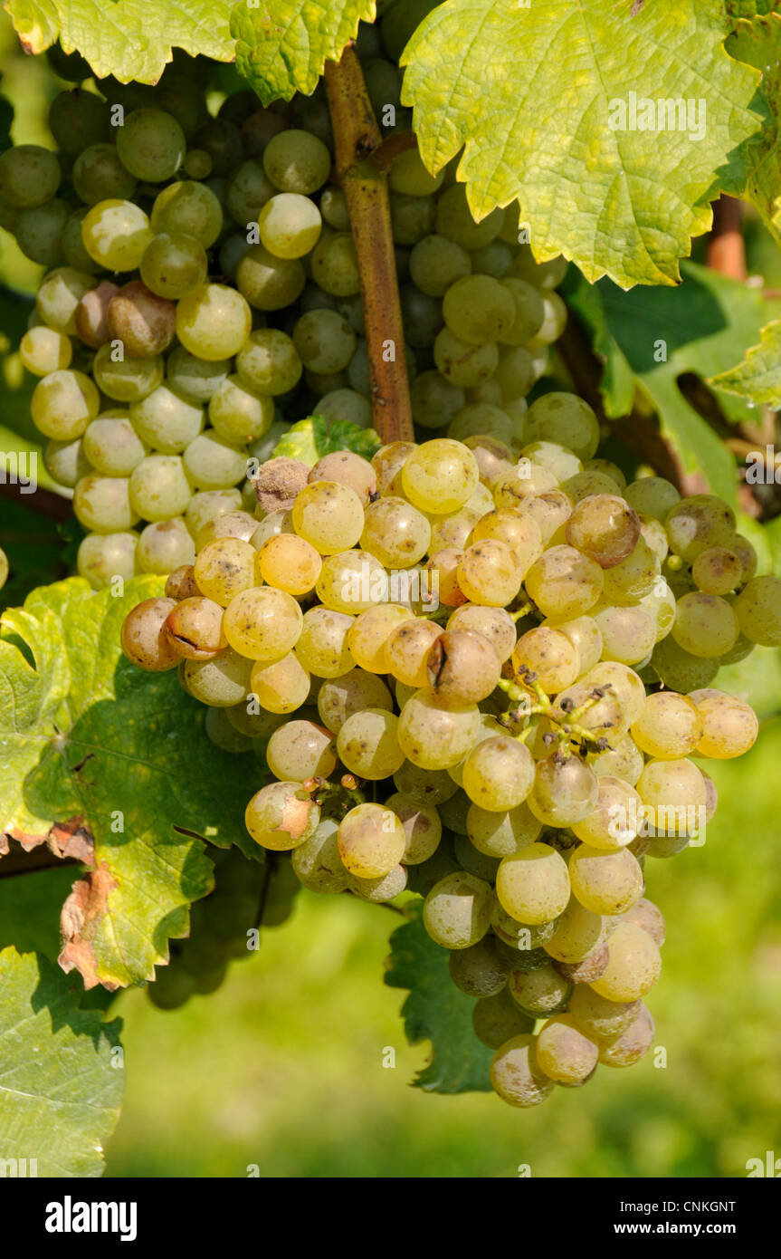 White grapes are ready for harvesting in the winegrowing region