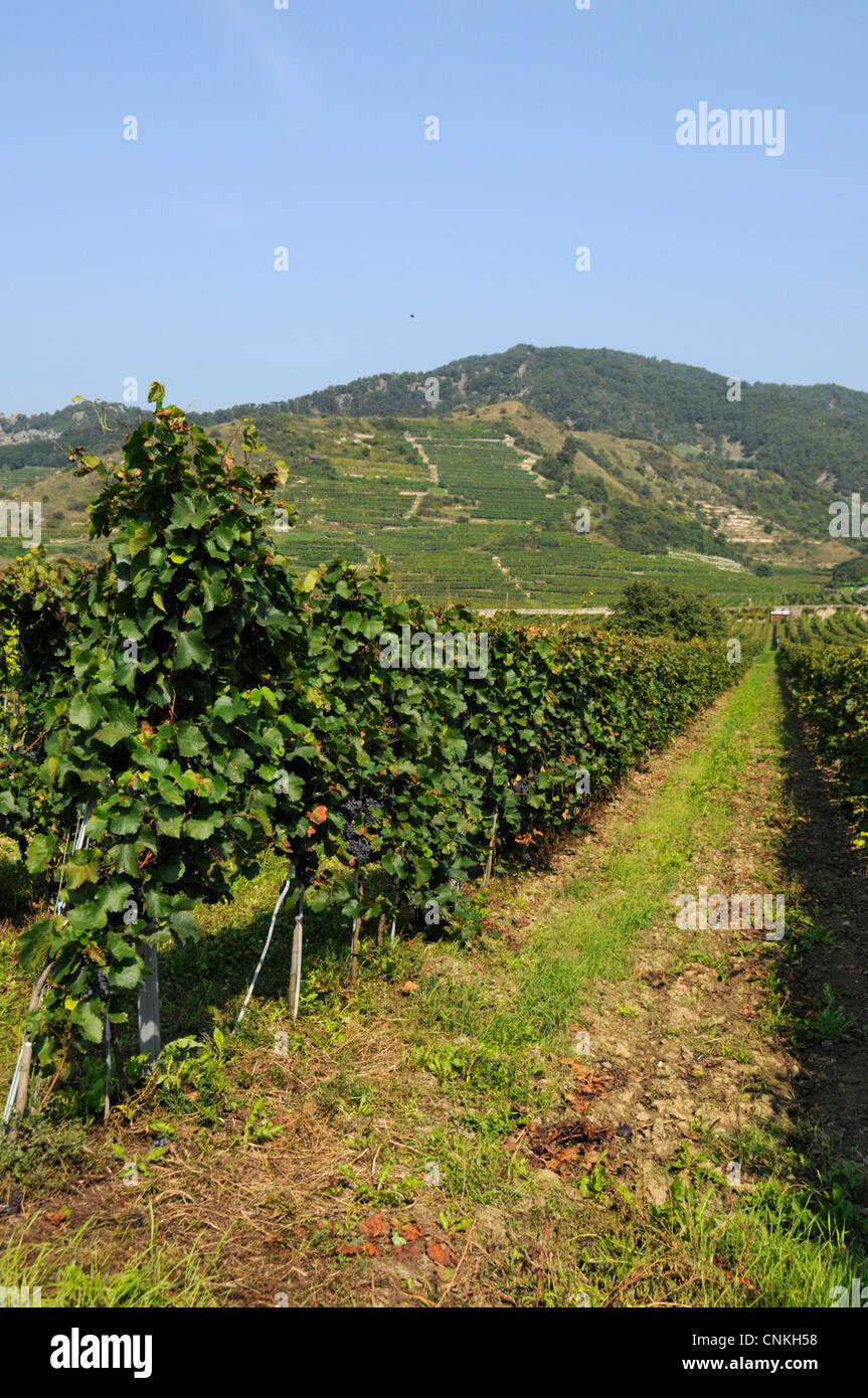 Red grapes in the wine-growing region, Wachau in Lower Austria.Austria Stock Photo