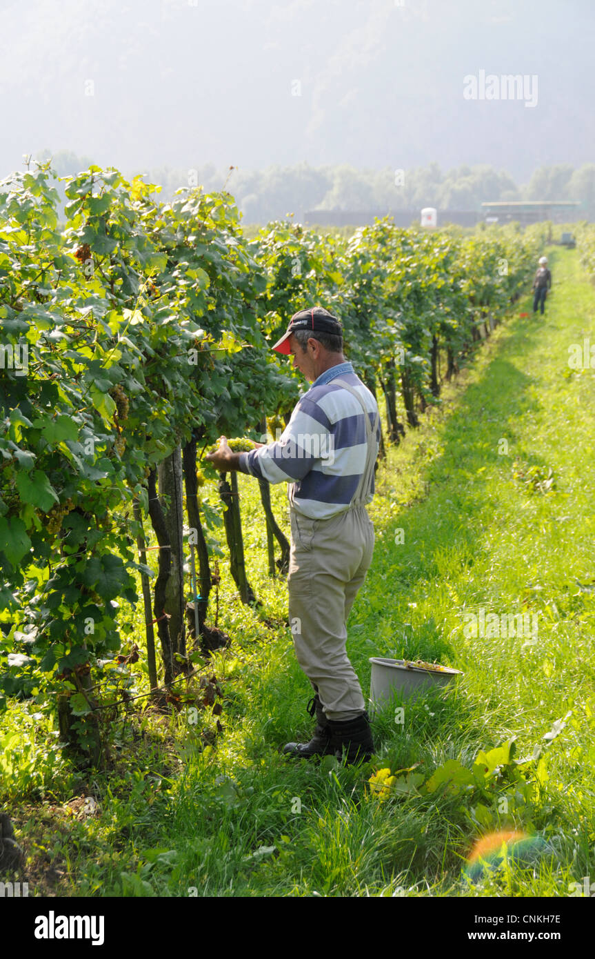 A grape picker collecting ripe white grapes in the wine-growing region of Wachau in Lower Austria, Austria Stock Photo