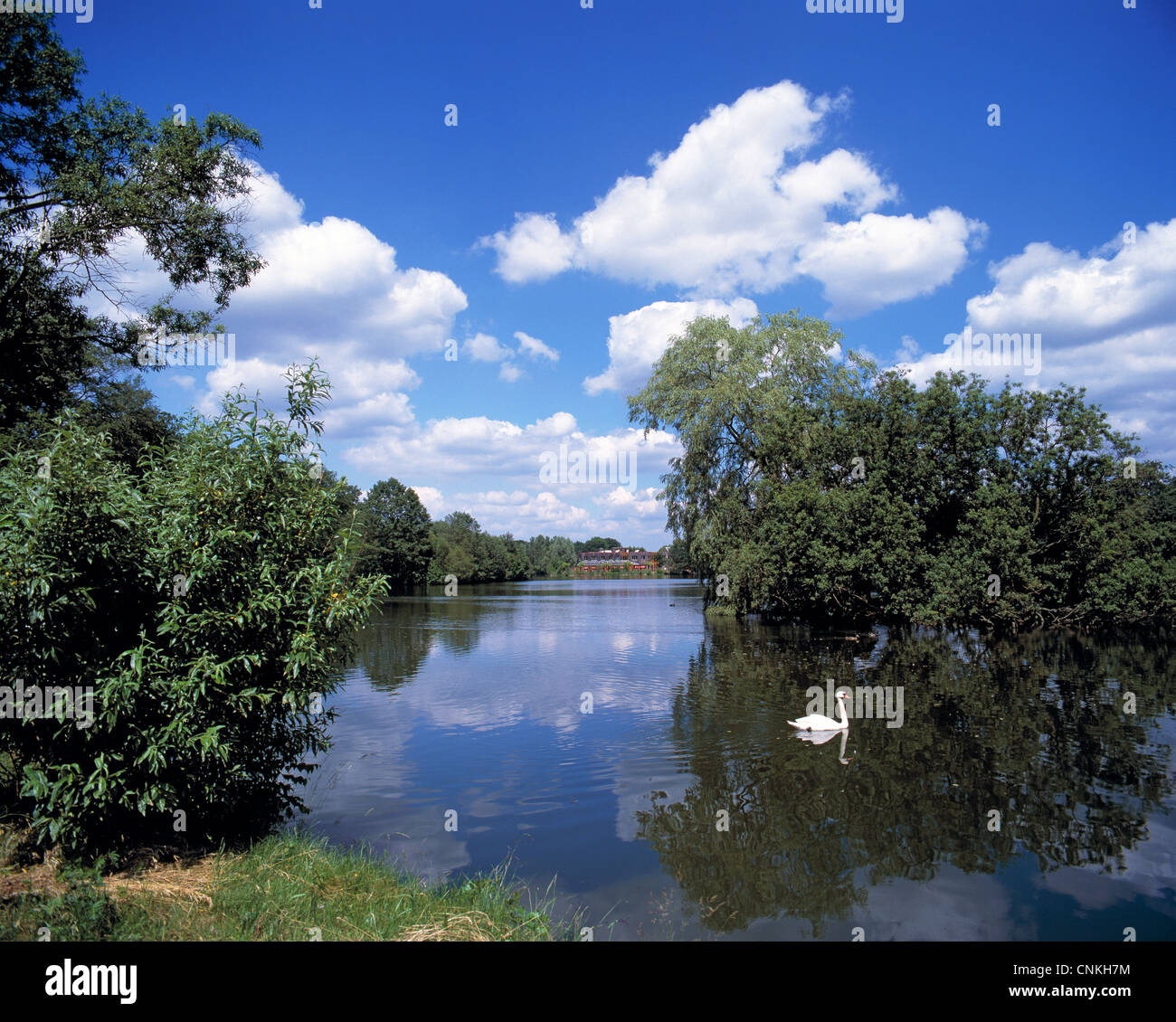 Kumuluswolken ueber dem Isenhagener See in Hankensbuettel, Lueneburger Heide, Niedersachsen, ein weisser Schwan schwimmt auf dem See Stock Photo