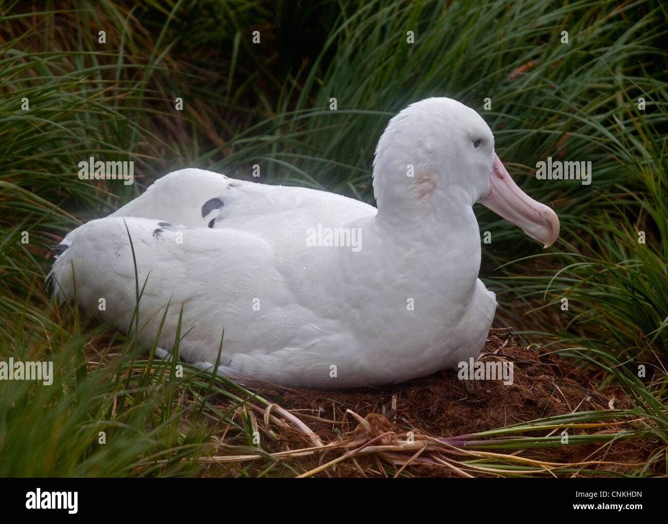 Wandering Albatross (diomedea exulans exulans) on nest, Prion Island, South Georgia Stock Photo
