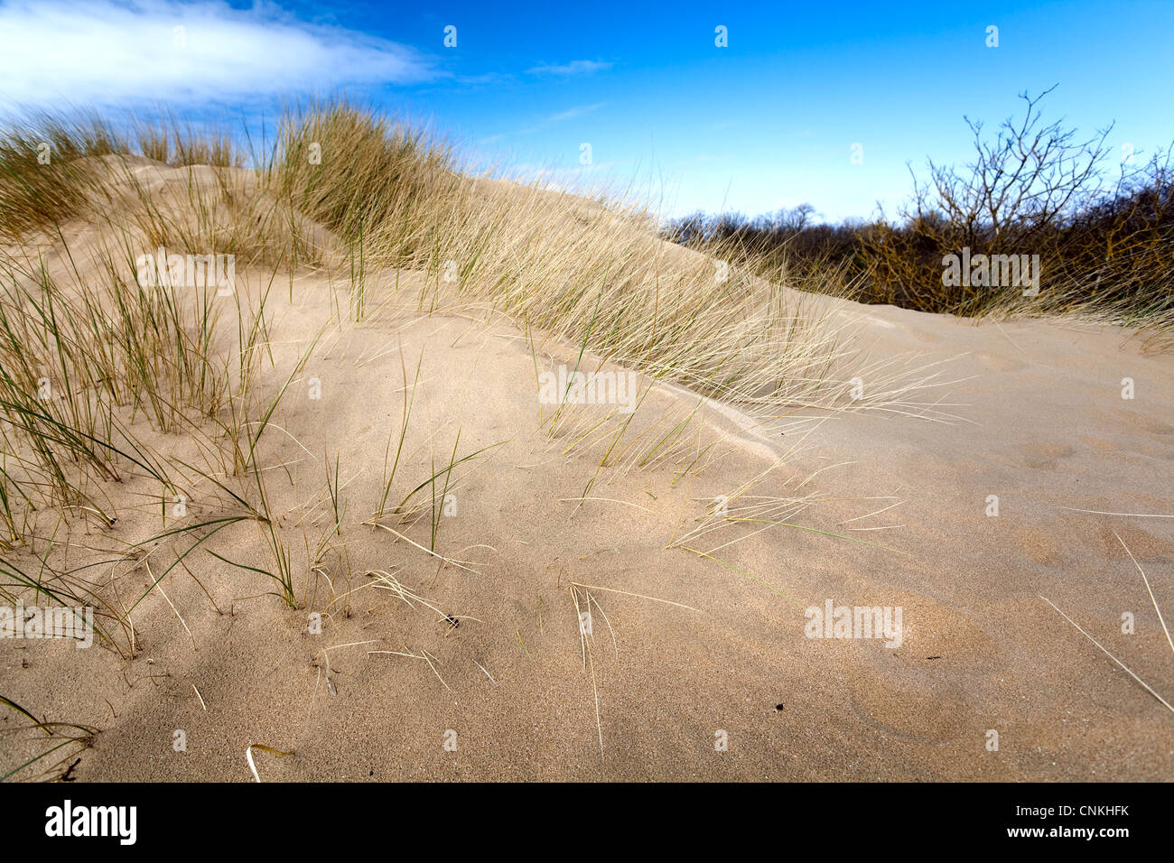 sandy dune on the south of Netherlands with nice weather Stock Photo