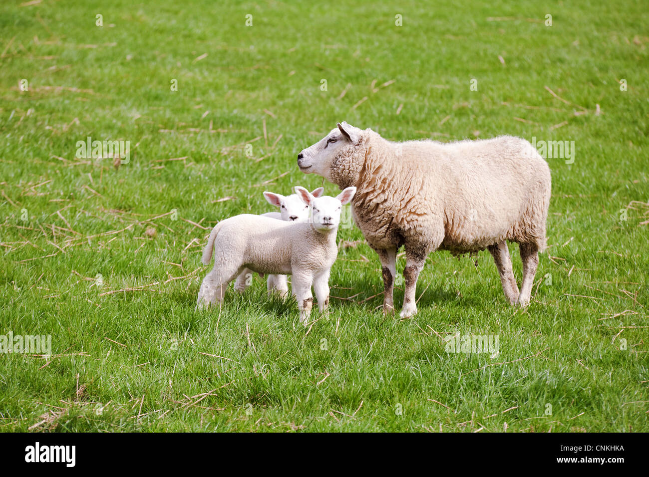 mother sheep with two cute lambs on pasture Stock Photo - Alamy