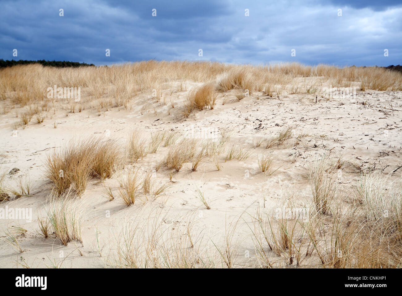 sandy dune in Netherlands before storm Stock Photo