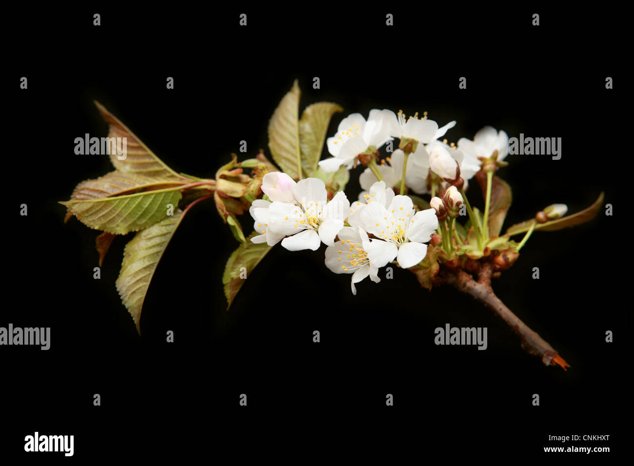 cherry branch with flower on black background Stock Photo