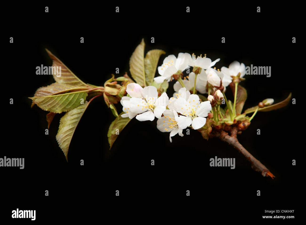 Black cherry tree hi-res stock photography and images - Alamy