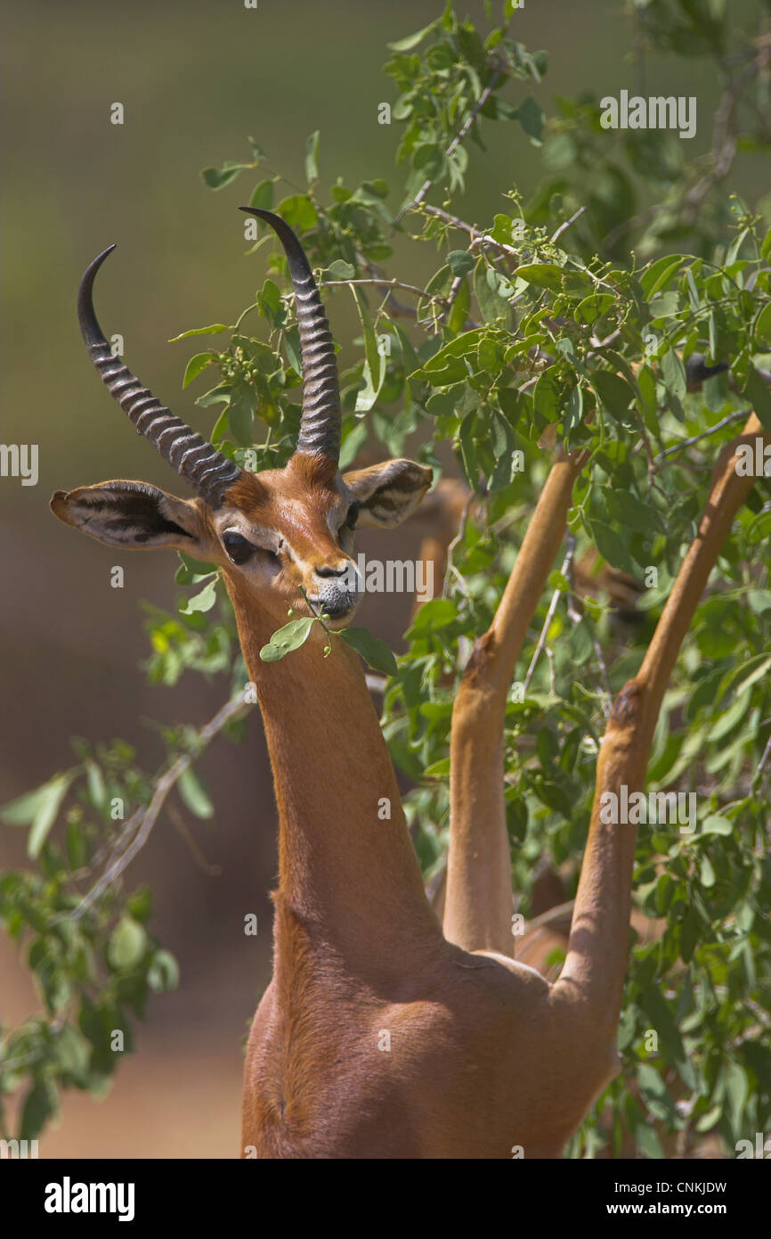 Gerenuk (Litocranius walleri) aka Waller's Gazelle eating leaves in Samburu National Park, Kenya Stock Photo