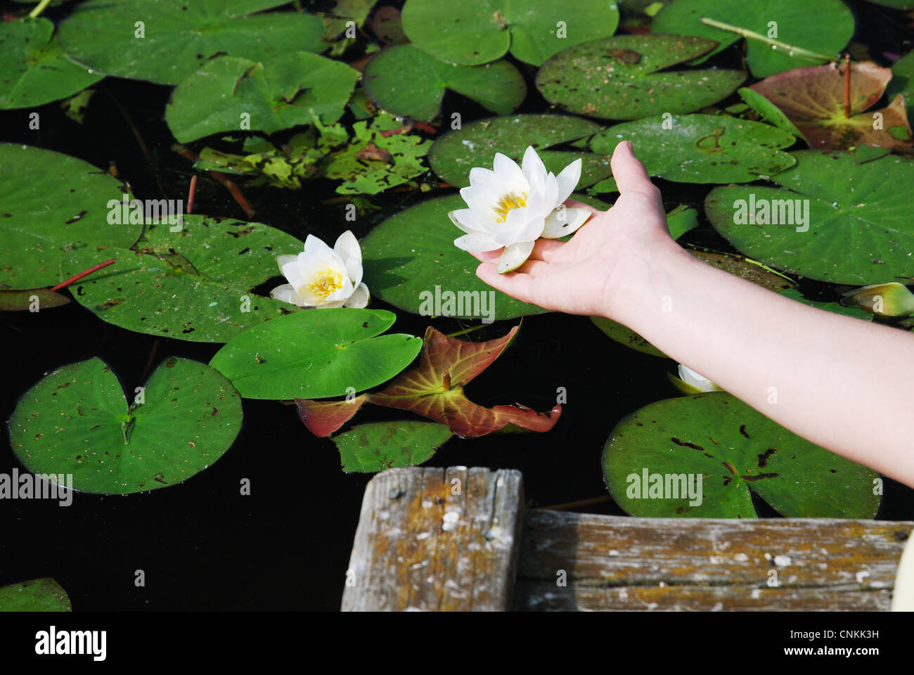 Female hand with a water lily against the lake Stock Photo