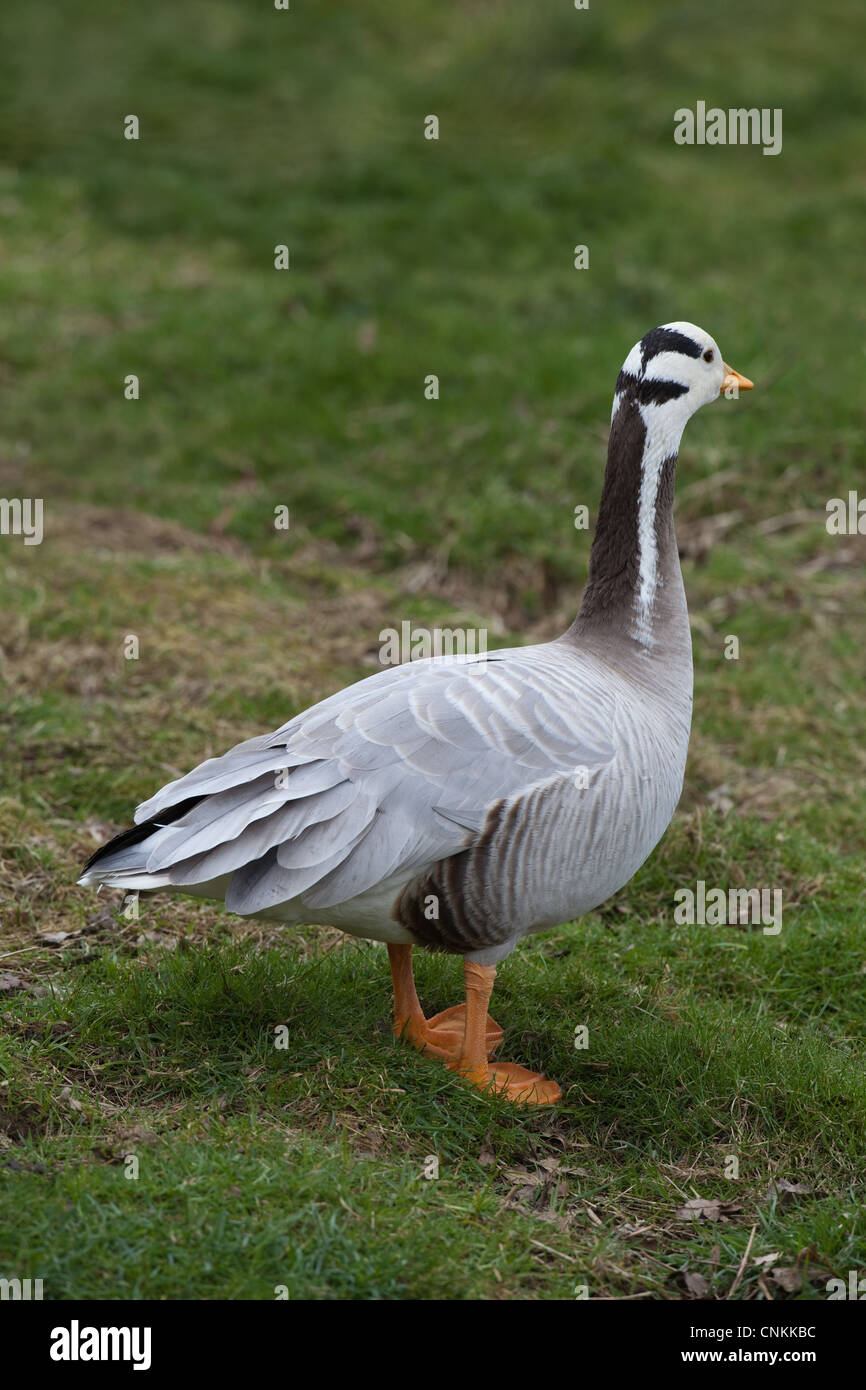 Bar-headed Goose (Anser indicus). Turning away, showing head and neck markings which give the species its common or popular name Stock Photo