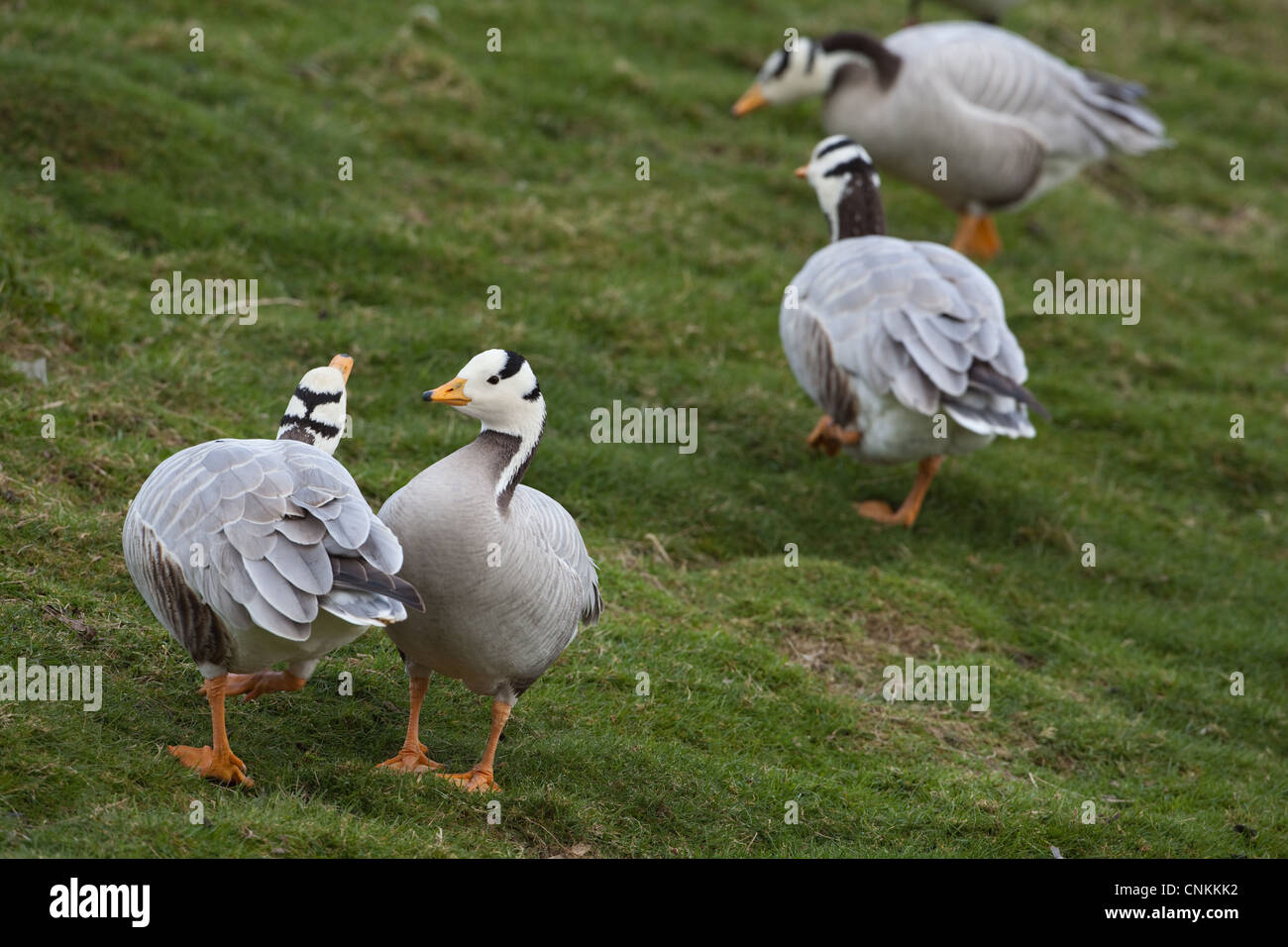 Bar-headed Geese (Anser indicus). Pairs, showing how head markings enhance and emphasize behavioural communication and posturing Stock Photo