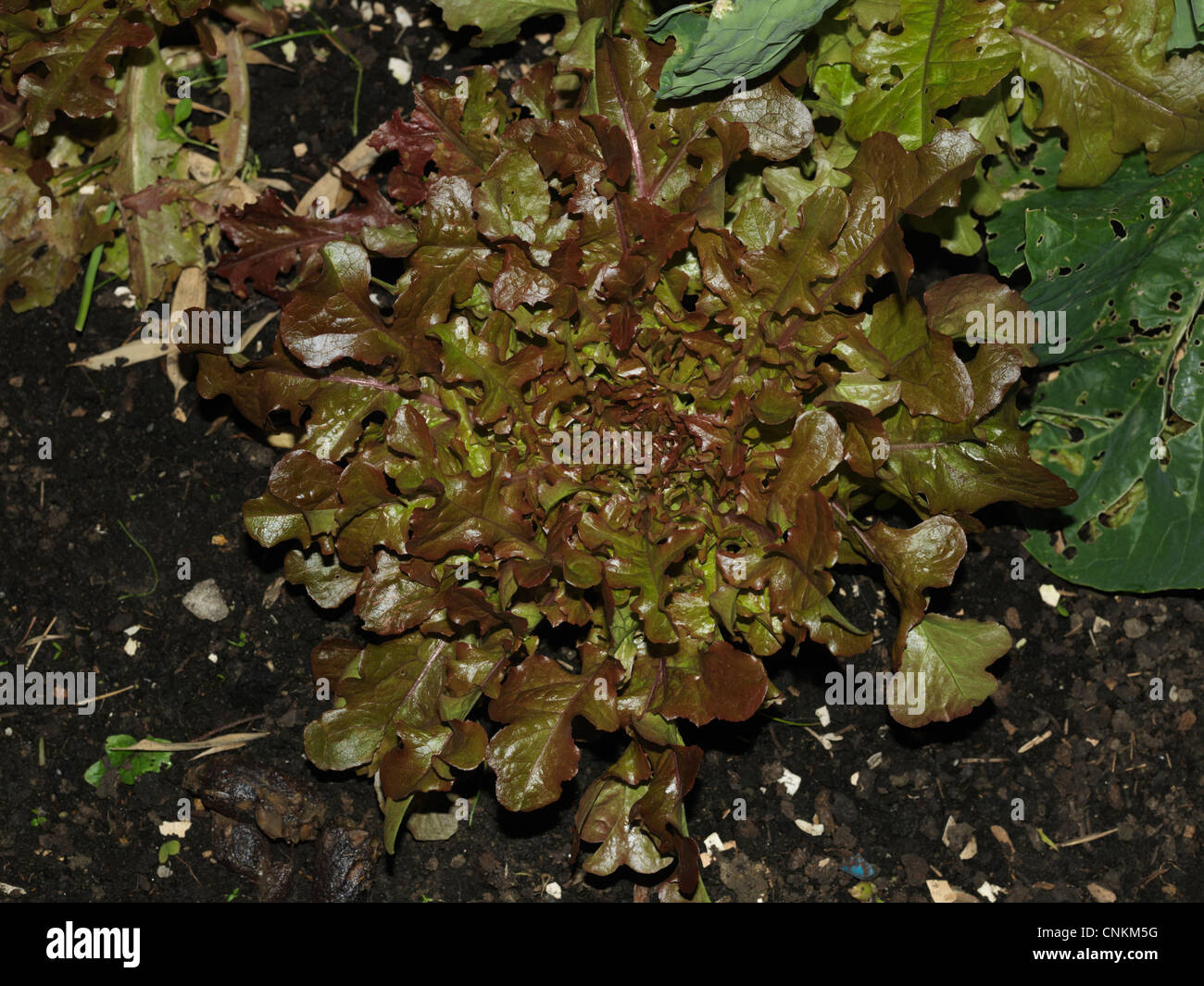Lollo Rosso Lettuce Stock Photo