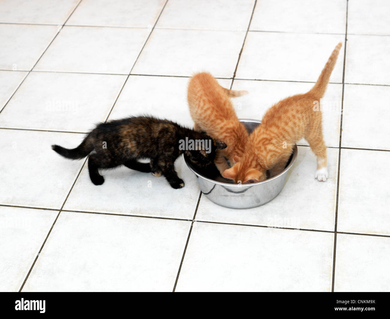 can kittens eat dog food