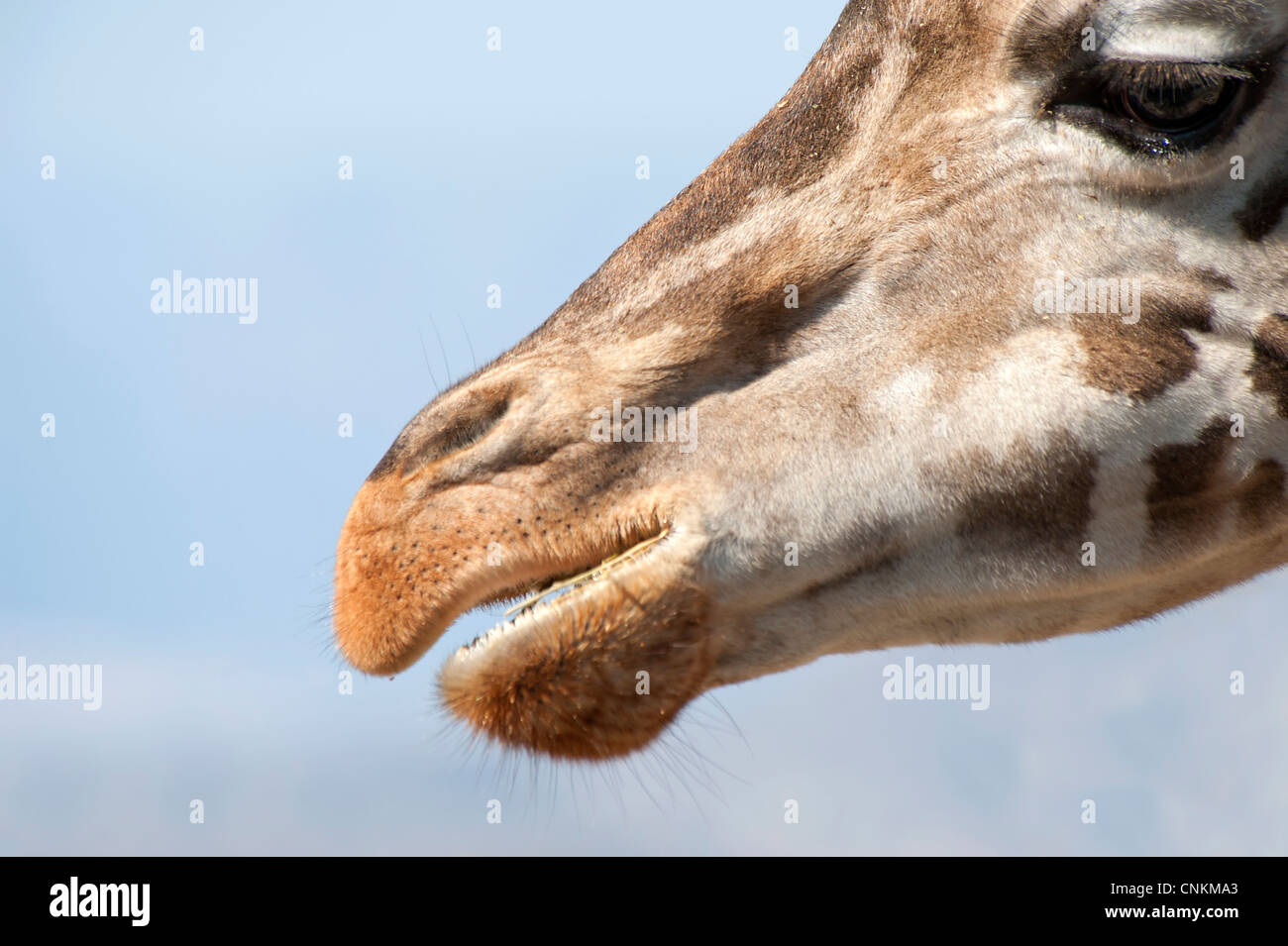 Close up of a Giraffe eating Stock Photo