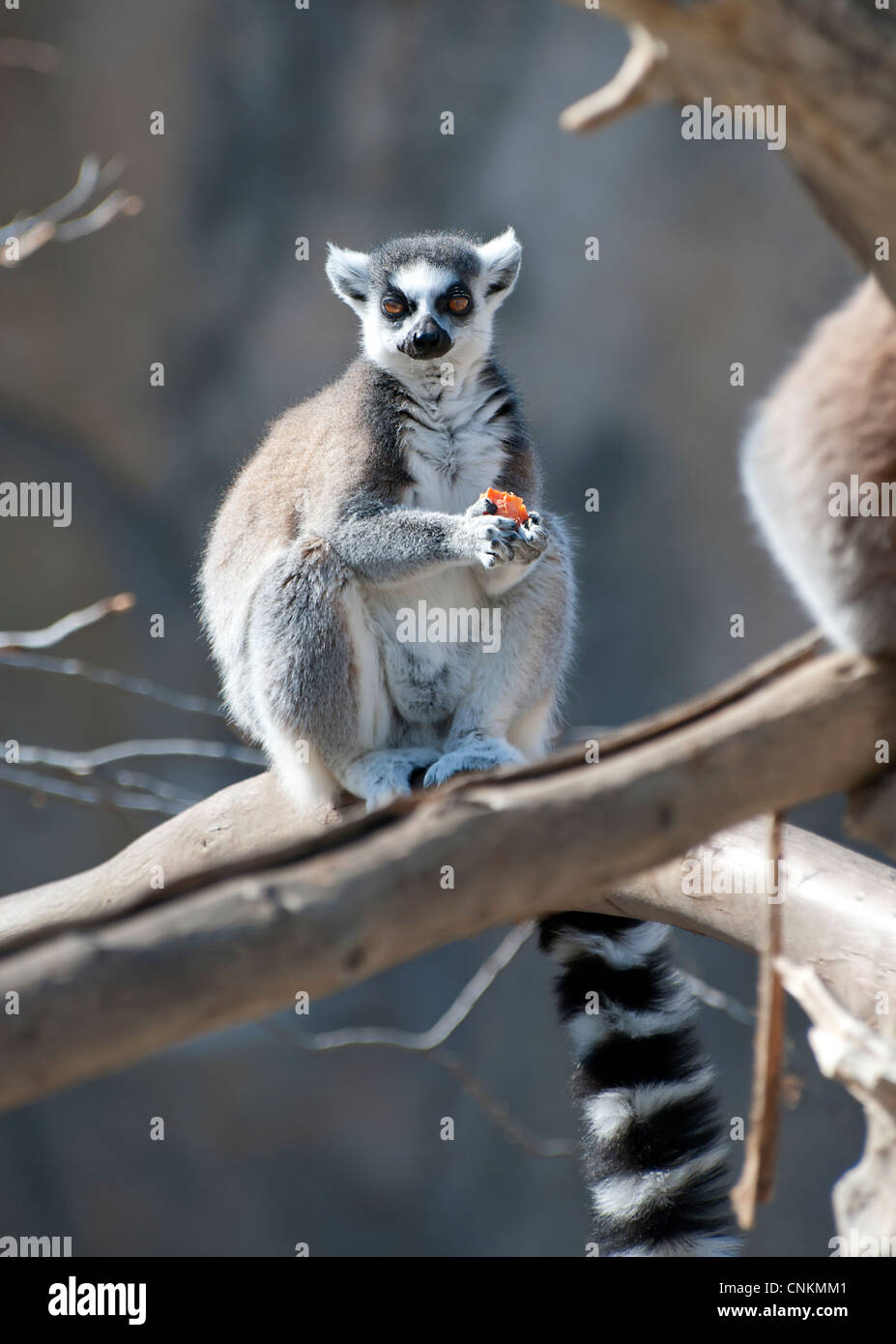 Close up of a Ring Tailed Lemur looking at the camera Stock Photo